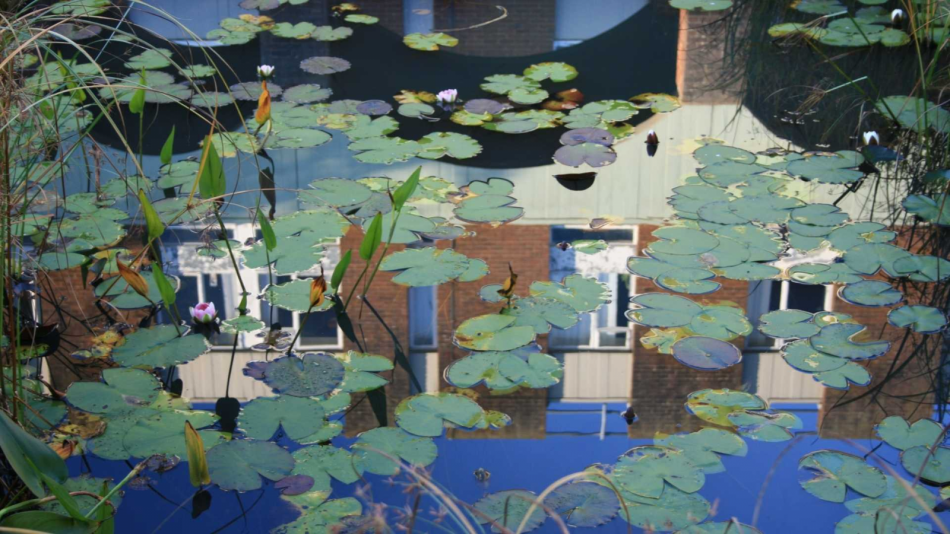 Picture of Philosophy department building reflected in a lily pond.