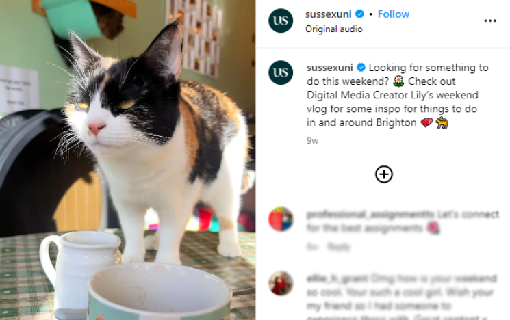 Screenshot of an Instagram Reel featuring a cat