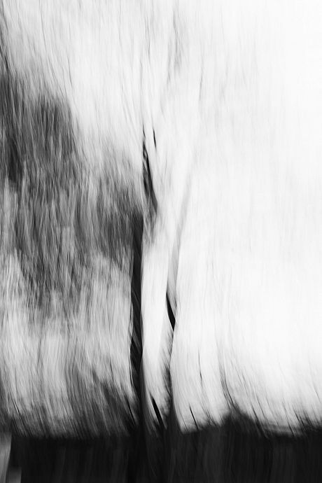 A black and white blurry photo of a tree