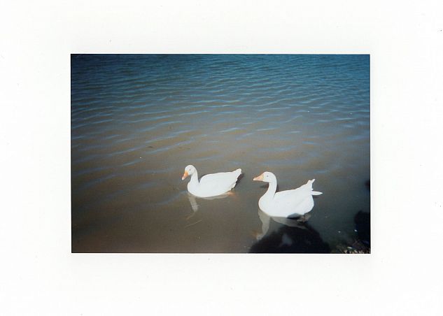Two white ducks in a lake