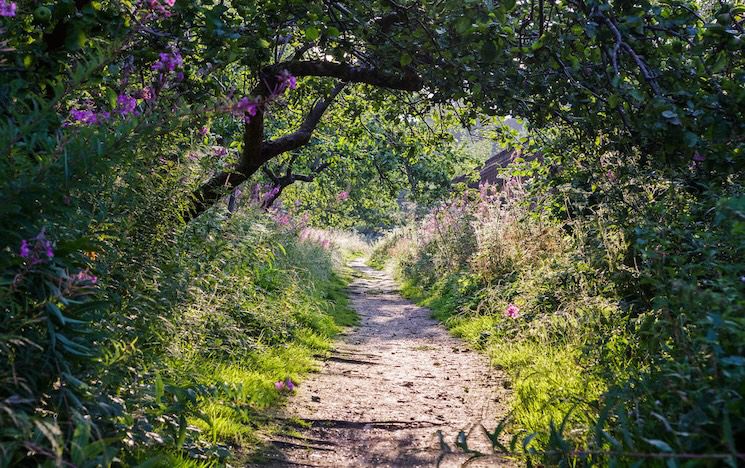 Photograph of a country path amidst overgrown grass and purple flowered bushes with leafy branches overhead creating a tunnel effect