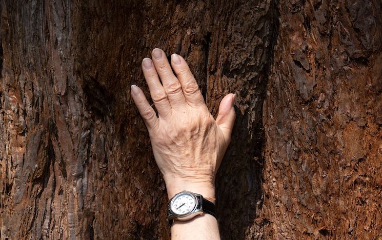 Photo of a hand placed outstretched on a textured tree trunk, lit by sunlight