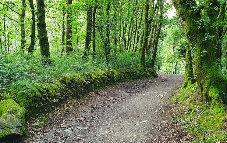 A photo of a woodland path