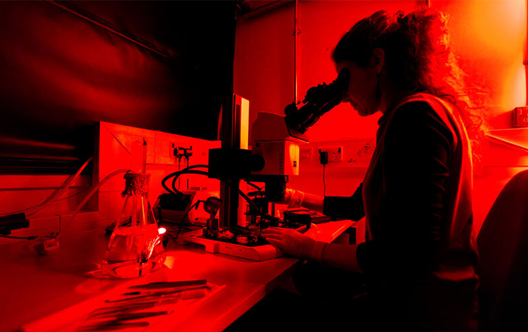 A student looking into a microscope