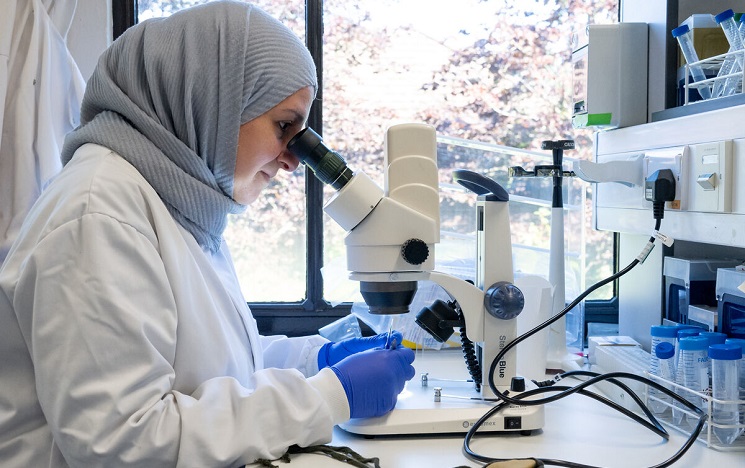 Researcher in a science lab wearing hijab, white coat and protective gloves looking at a slide through a microscope