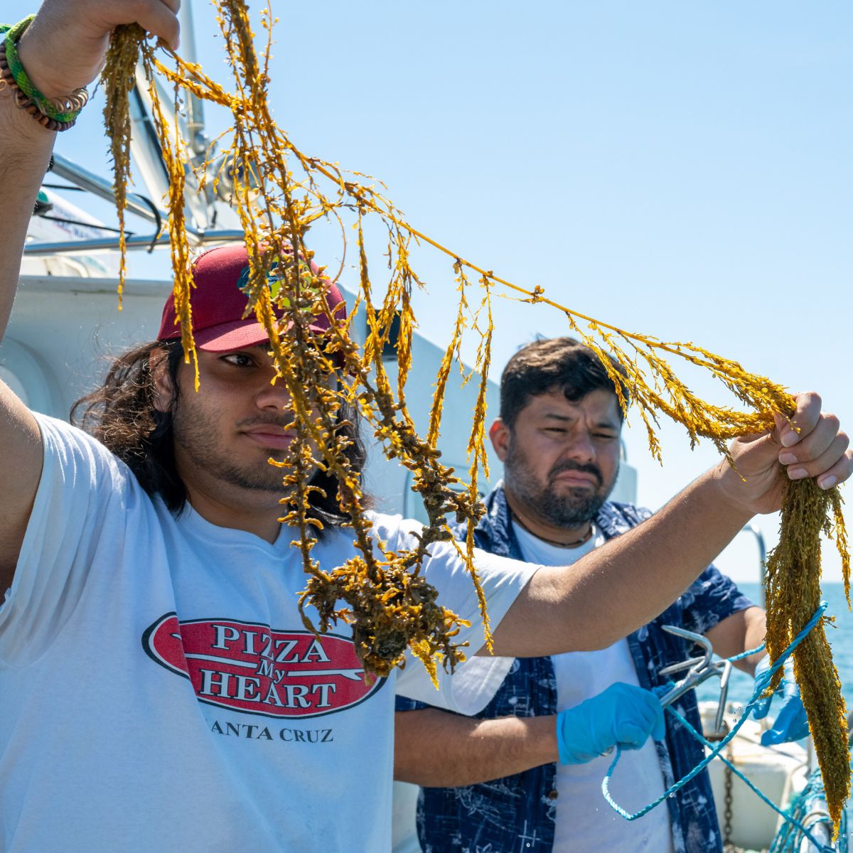 Two people standing on a boat, one stretching out a large piece of dark green kelp seaweed